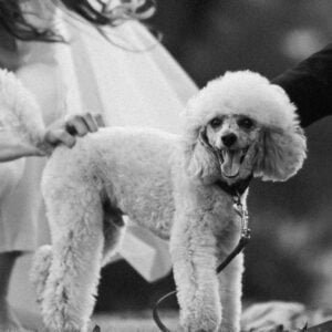liur poodle